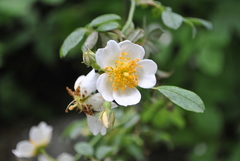 Rosa soulieana