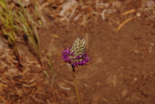 Image of Dalea cahaba by (c) Brian Finzel, some rights reserved (CC BY-SA)