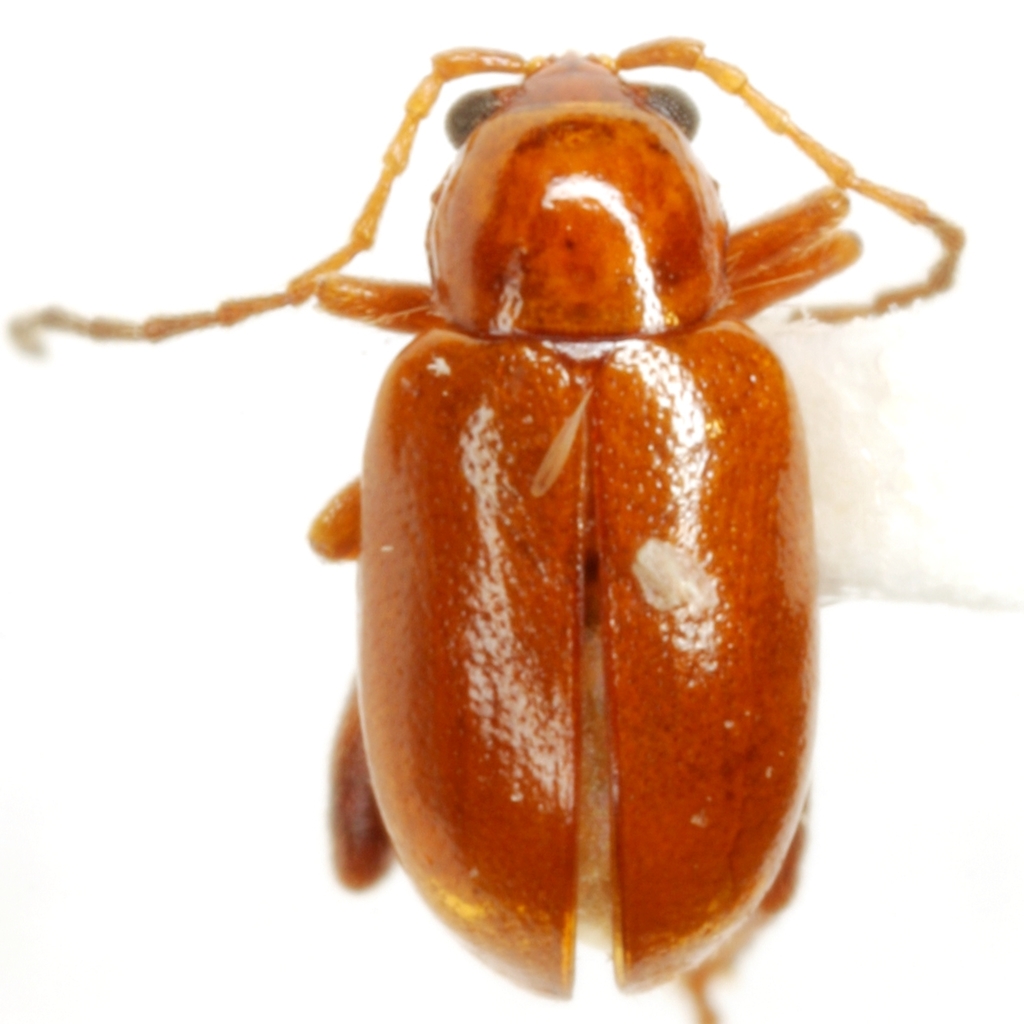 Rufous Marbleseed Flea Beetle