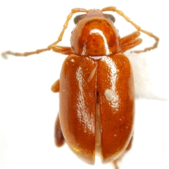 Longitarsus subrufus