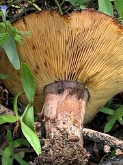 Calocybe onychina