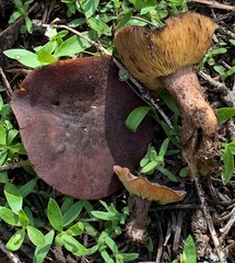 Calocybe onychina