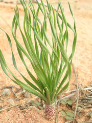 Gethyllis ciliaris