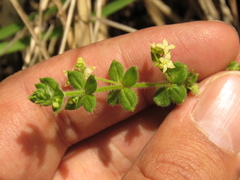 Galium obovatum