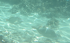 Cantherhines dumerilii