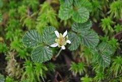 Rubus fockeanus