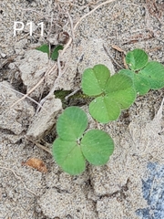 Trifolium subterraneum