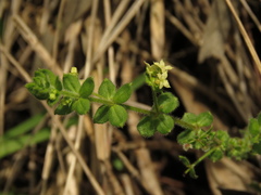 Galium obovatum
