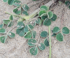 Trifolium subterraneum