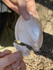 Potamilus amphichaenus