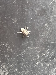 Mexigonus