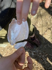 Potamilus amphichaenus