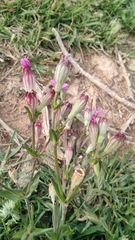 Silene diversifolia