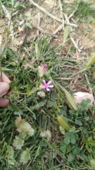 Silene diversifolia
