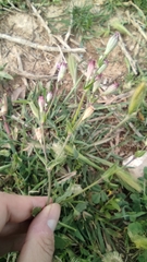 Silene diversifolia