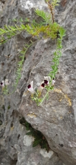 Linaria verticillata