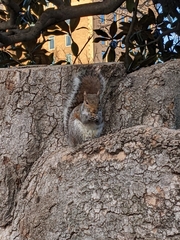 Sciurus carolinensis