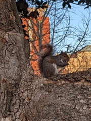 Sciurus carolinensis