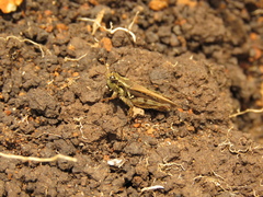 Acrididae