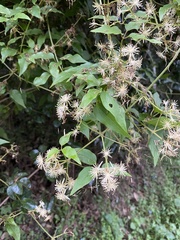 Clematis pickeringii