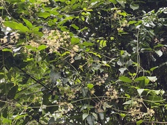 Clematis pickeringii