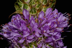 Dalea foliosa