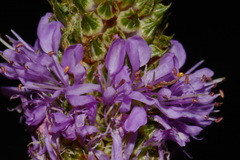 Dalea foliosa