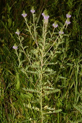 Dalea foliosa