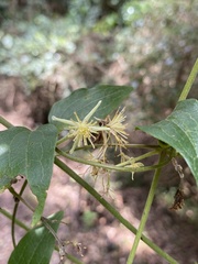 Clematis pickeringii
