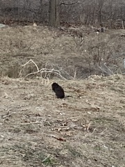 Ondatra zibethicus zibethicus