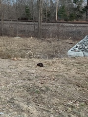 Ondatra zibethicus zibethicus