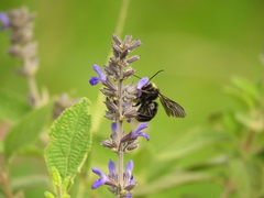 Bombus pauloensis