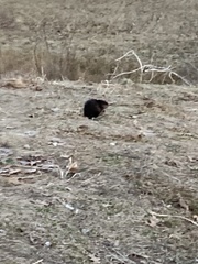 Ondatra zibethicus zibethicus