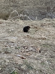 Ondatra zibethicus zibethicus