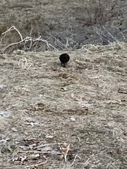 Ondatra zibethicus zibethicus