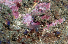 Wheelerigobius wirtzi