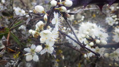 Prunus spinosa spinosa