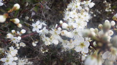 Prunus spinosa spinosa