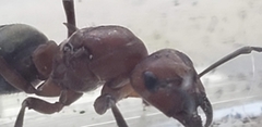 Formica sanguinea