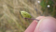 Salix repens repens