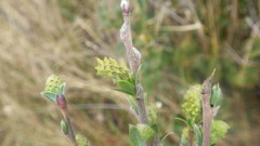 Salix repens repens