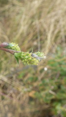 Salix repens repens