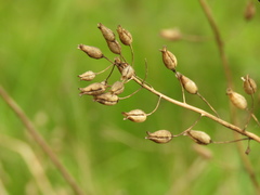 Alonsoa meridionalis