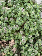 Lamium purpureum
