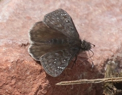Erynnis meridianus