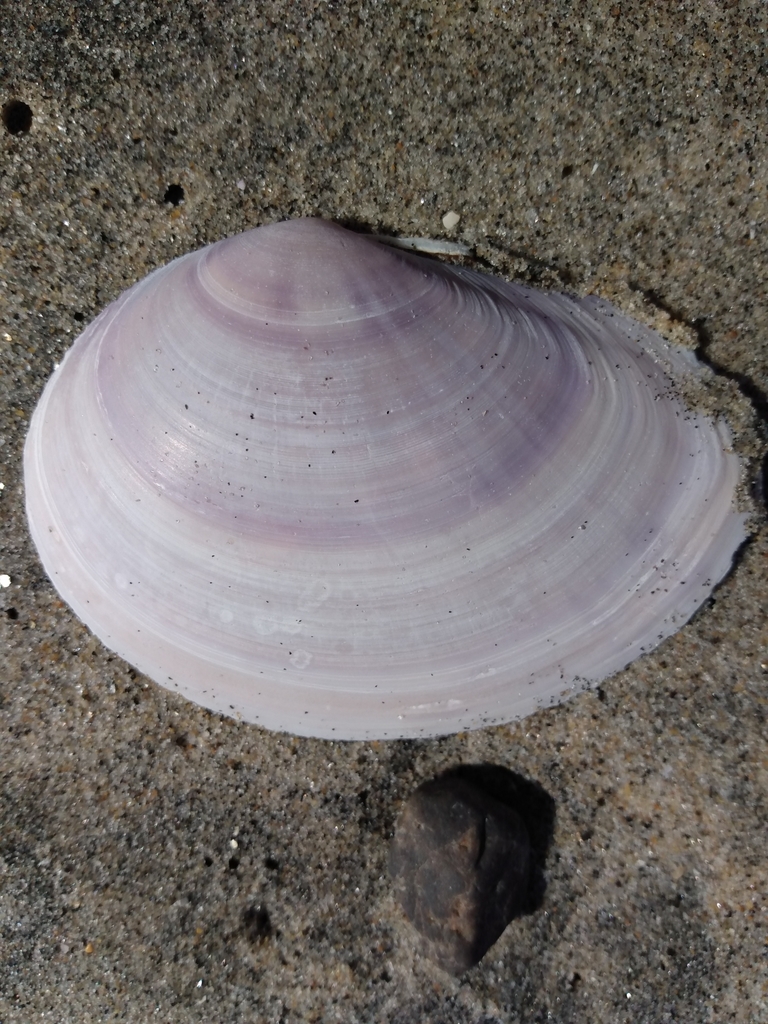 California mahogany-clam