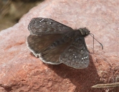 Erynnis meridianus