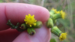 Senecio vulgaris denticulatus