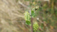 Salix repens repens