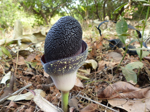 Amorphophallus aphyllus image